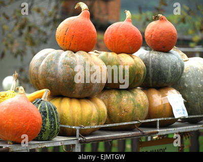 Bella colorato splendore di autunno zucche mostrato Foto Stock