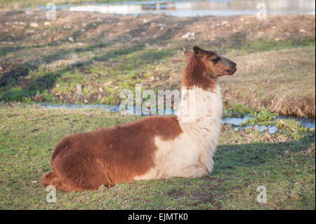 Marrone e tan llama si trova in basso in un campo vicino a un ruscello Foto Stock