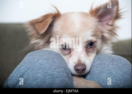 Un mix di Papillon-Chihuahua cucciolo guarda nella telecamera da tra le gambe del suo proprietario in un primo piano colpo di dog face Foto Stock