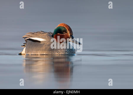 Eurasian teal (Anas crecca) maschio, la più piccola comunità razza di anatra, allevamento del piumaggio, Riserva della Biosfera dell'Elba centrale Foto Stock