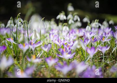 Bosco di crochi (Crocus tommasinianus), Germania Foto Stock