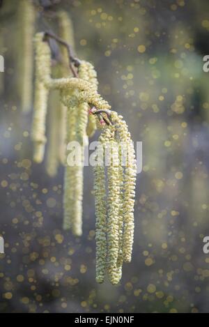 Comune di fioritura nocciolo (Corylus avellana) con la germinazione del polline (allergeni) Foto Stock