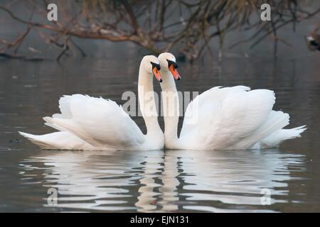 Il corteggiamento di due cigni (Cygnus olor), Hesse, Germania Foto Stock
