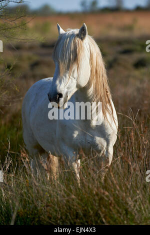 Un cavallo bianco della Camargue con una lunga criniera in piedi in una zona paludosa Foto Stock