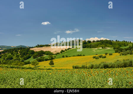 Il paesaggio agricolo viste Girasole di campi di girasoli, alcuni primi piani di fiori Foto Stock