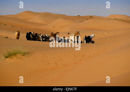 Bedu (Beduino) caprini a Wahiba Sands (Sharqiya Sands), Oman Foto Stock