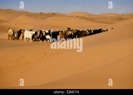 Bedu (Beduino) caprini a Wahiba Sands (Sharqiya Sands), Oman Foto Stock