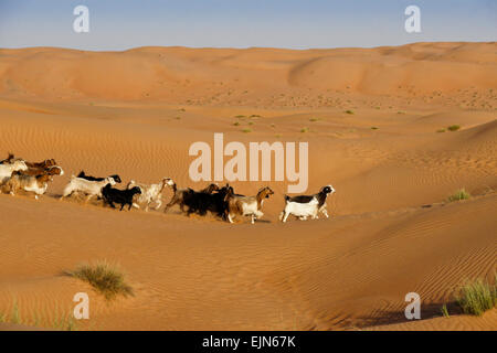 Bedu (Beduino) caprini a Wahiba Sands (Sharqiya Sands), Oman Foto Stock