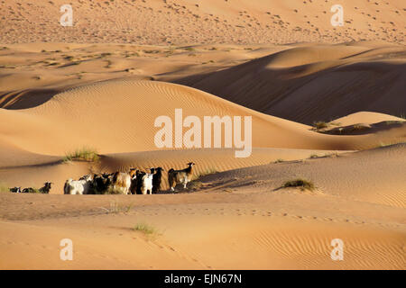 Bedu (Beduino) caprini a Wahiba Sands (Sharqiya Sands), Oman Foto Stock