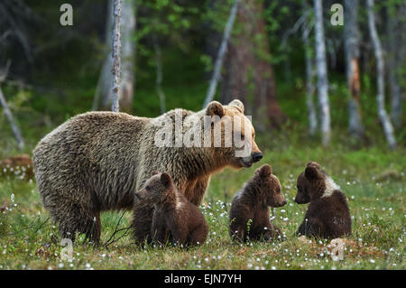 Madre orso e tre piccole e adorabili cuccioli nella taiga finlandese Foto Stock