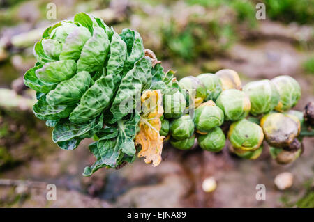 I cavoli di Bruxelles che cresce in un campo Foto Stock