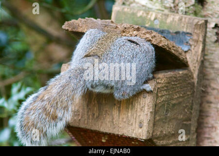 Un grigio scoiattolo (Sciurus carolinensis) rubare i dadi da un uccello alimentatore. Foto Stock