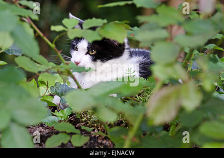 Un bianco e nero cat coetanei attraverso il sottobosco in a Santenay, Côte-dOr, Francia. Foto Stock