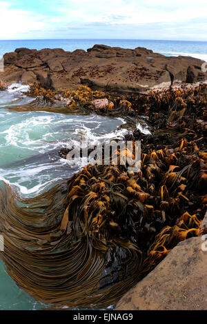 Bull Kelp Curio Bay Oceano Pacifico South Island, in Nuova Zelanda Foto Stock