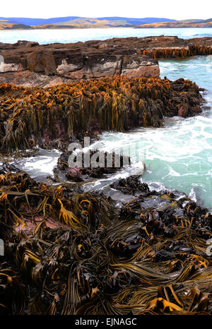 Bull Kelp Curio Bay Oceano Pacifico South Island, in Nuova Zelanda Foto Stock