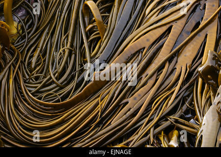 Bull Kelp Curio Bay Oceano Pacifico South Island, in Nuova Zelanda Foto Stock