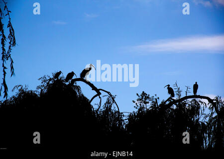 Gruppo di bianco australiano Ibis seduto su un albero. Foto Stock