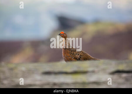 Un maschio red grouse tra l'inizio della primavera heather intorno al scarafaggi in Peak District, Derbyshire. Foto Stock