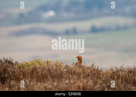 Un maschio red grouse tra l'inizio della primavera heather intorno al scarafaggi in Peak District, Derbyshire. Foto Stock