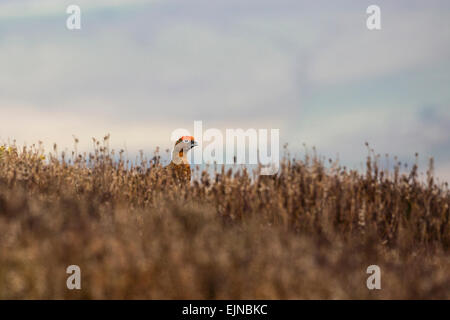 Un maschio red grouse tra l'inizio della primavera heather intorno al scarafaggi in Peak District, Derbyshire. Foto Stock