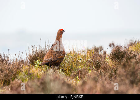 Un maschio red grouse tra l'inizio della primavera heather intorno al scarafaggi in Peak District, Derbyshire. Foto Stock