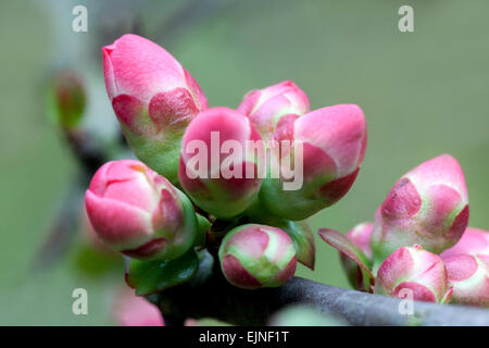 Giapponese Quince Chaenomeles gemma japonica, gemme, budding Foto Stock