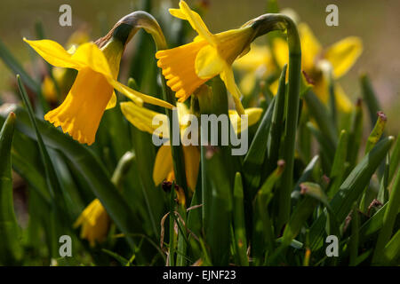 Giallo Daffodils giardino primavera prato Narcissus Foto Stock