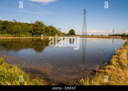 La coltivazione del riso, Valle Po, Novara, Piemonte, Italia Foto Stock