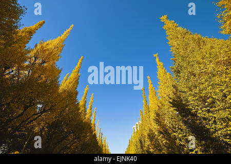 Il Ginkgo Biloba alberi Foto Stock