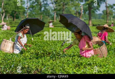 Le donne il raccolto il secondo filo di foglie di tè su un luminoso pomeriggio di sole in una piantagione di tè di Assam, in India. Foto Stock