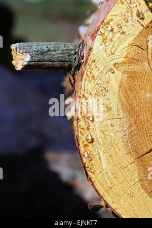 Gocce di resina sul tagliare abete Foto Stock