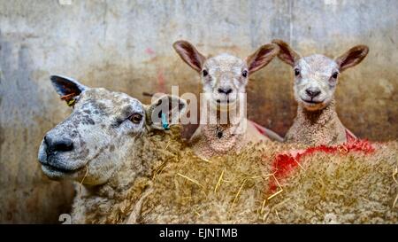 A sharply rendered family portrait of a ewe with her twin lambs looking so cute on her back, in a recovery pen on a sheep farm. Foto Stock