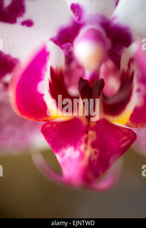 Close up di un colorato Phalaenopsis orchid fiore con vividi segni di colore rosa. Foto Stock