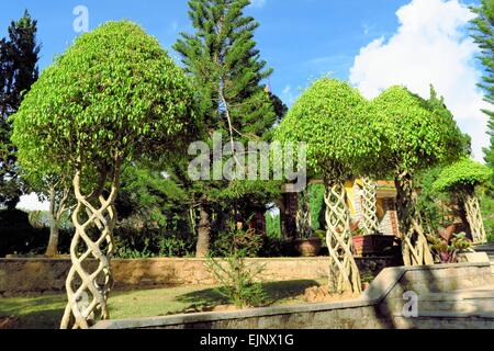 Alberi con rami intrecciati come elica in giardino Foto Stock