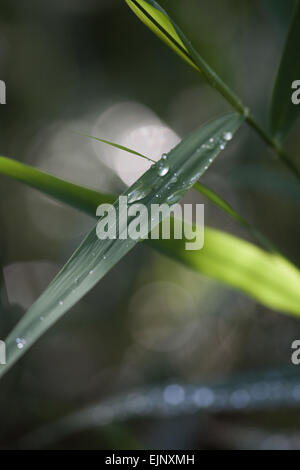 Norfolk Reed (Phragmites sp.). Lato stelo foglia con gocce di pioggia. Calthorpe ampia. Norfolk. Foto Stock