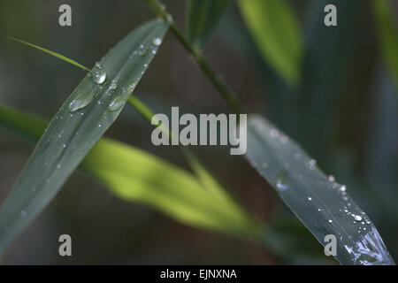 Norfolk Reed (Phragmites sp.). Lato stelo foglia con gocce di pioggia. Calthorpe ampia. Norfolk. Foto Stock