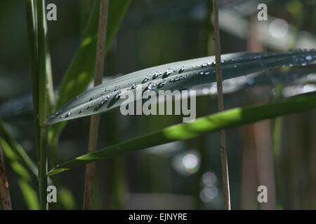 Norfolk Reed (Phragmites sp.). Lato stelo foglia con gocce di pioggia. Calthorpe ampia. Norfolk. Foto Stock