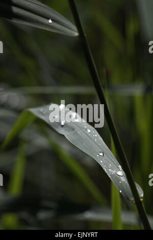 Norfolk Reed (Phragmites sp.). Lato stelo foglia con gocce di pioggia. Calthorpe ampia. Norfolk. Foto Stock