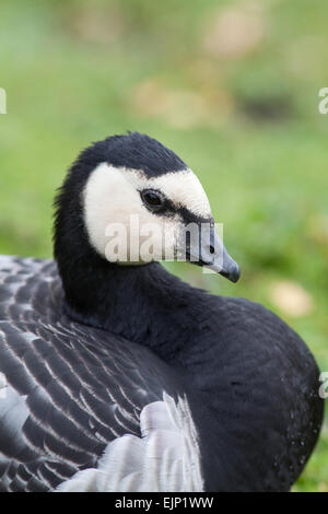 Barnacle Goose (Branta leucopsis). Primo inverno Uccelli immaturi. Contrassegni per il viso variabile in diversi individui di tutte le età. N. 2 due Foto Stock