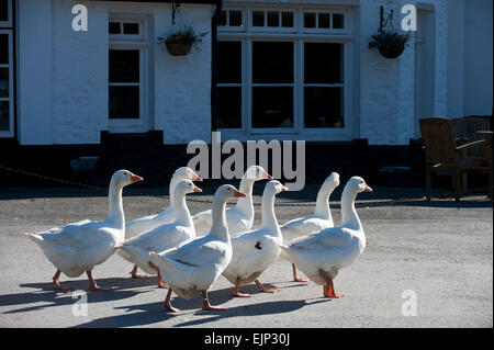 Oche (Anser anser domestica) Devon England Europa Foto Stock