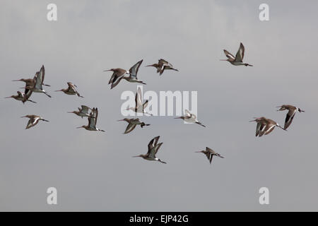 Nero-tailed godwits (Limosa limosa). Oltre svernano in Ghana. Sukomono Laguna. Dicembre. Foto Stock