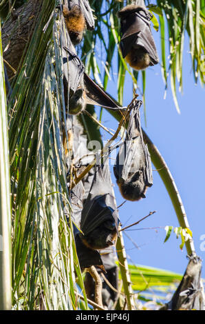 Testa Grigia flying fox in un accampamento di palme Parco Nazionale di Queensland in Australia Foto Stock