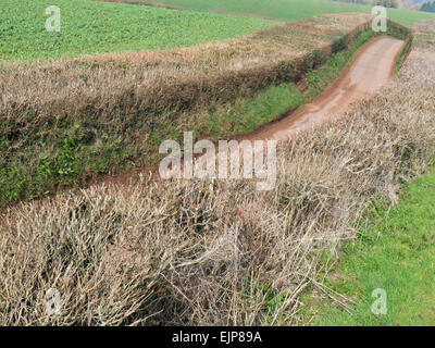 Siepi lungo Devon vicolo del paese Foto Stock