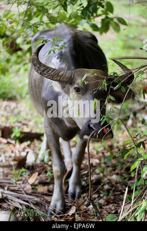 Bella mucca nera nella giungla in Thailandia Foto Stock