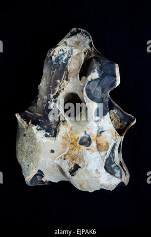 Nodulo di selce, UK, 'hagstone' Foto Stock