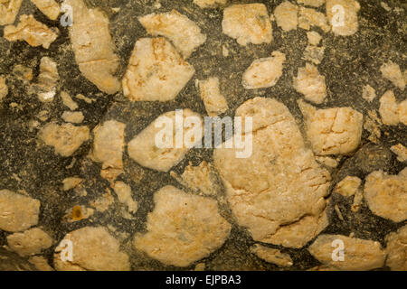 Porfido, Montana, feldspar phenocrysts in una matrice mafic(basalto?), leopard rock' Foto Stock