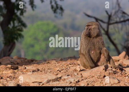 Oliva o Anubis babbuino (papio anubis). Femmina. Il Ghana. Africa occidentale. Mole National Park. Foto Stock