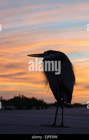 Airone blu catturato in silhouette prima di un colorato oro e rosso tramonto Foto Stock