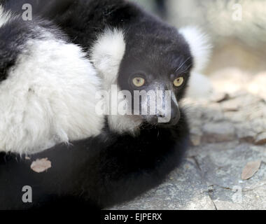 Bella lemuri è fotografato vicino-fino a Zoo Foto Stock