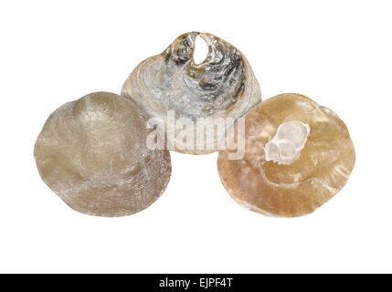 Oyster sella - Anomia ephippium Foto Stock